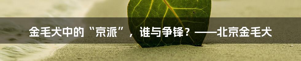 金毛犬中的“京派”，谁与争锋？——北京金毛犬