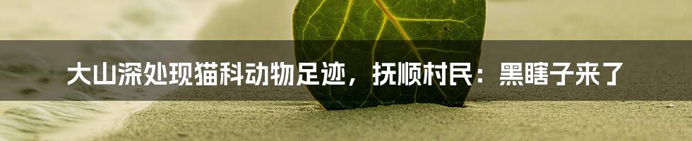 大山深处现猫科动物足迹，抚顺村民：黑瞎子来了