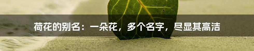 荷花的别名：一朵花，多个名字，尽显其高洁