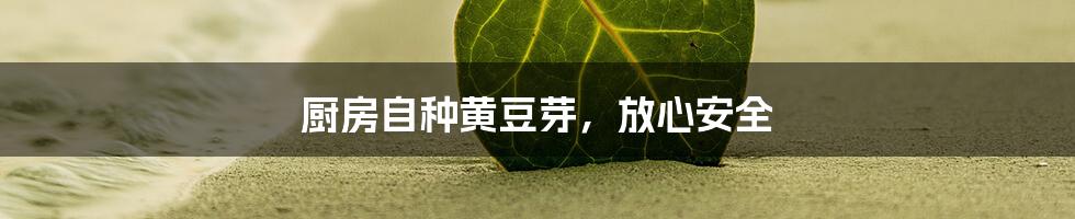 厨房自种黄豆芽，放心安全