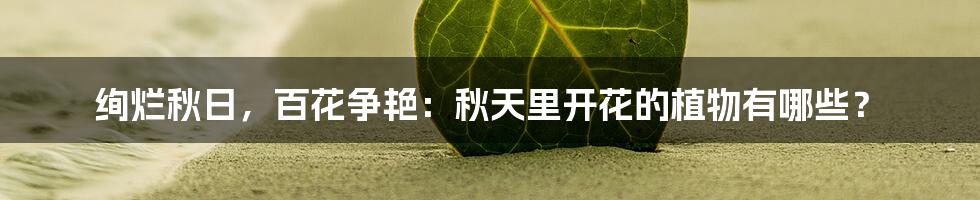 绚烂秋日，百花争艳：秋天里开花的植物有哪些？