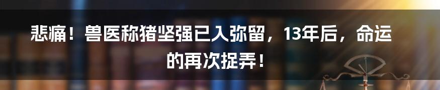 悲痛！兽医称猪坚强已入弥留，13年后，命运的再次捉弄！