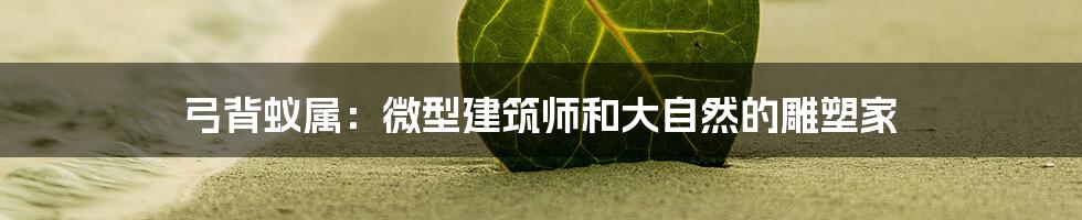 弓背蚁属：微型建筑师和大自然的雕塑家