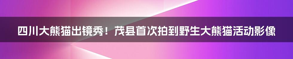 四川大熊猫出镜秀！茂县首次拍到野生大熊猫活动影像