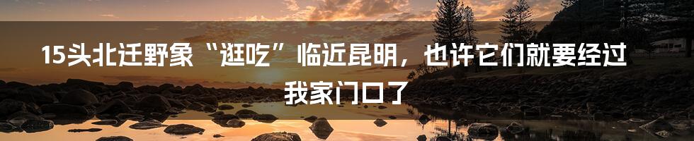 15头北迁野象“逛吃”临近昆明，也许它们就要经过我家门口了