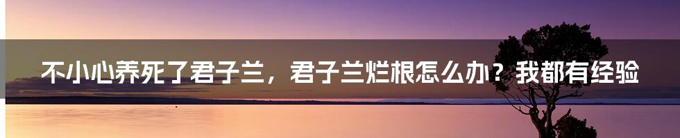 不小心养死了君子兰，君子兰烂根怎么办？我都有经验