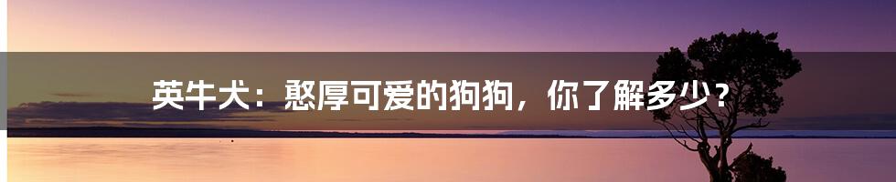 英牛犬：憨厚可爱的狗狗，你了解多少？