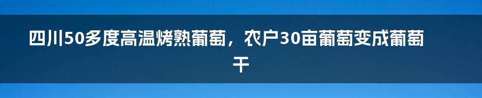 四川50多度高温烤熟葡萄，农户30亩葡萄变成葡萄干