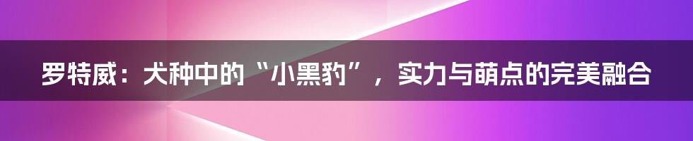 罗特威：犬种中的“小黑豹”，实力与萌点的完美融合
