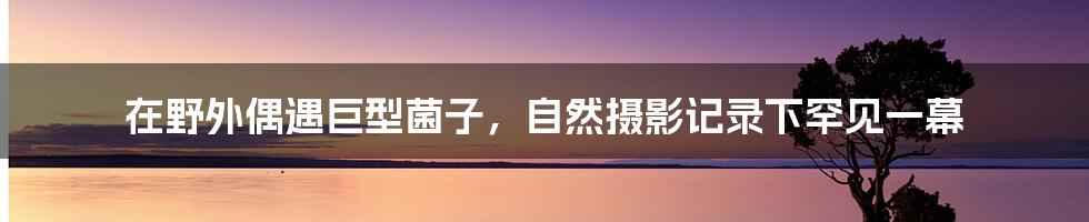 在野外偶遇巨型菌子，自然摄影记录下罕见一幕