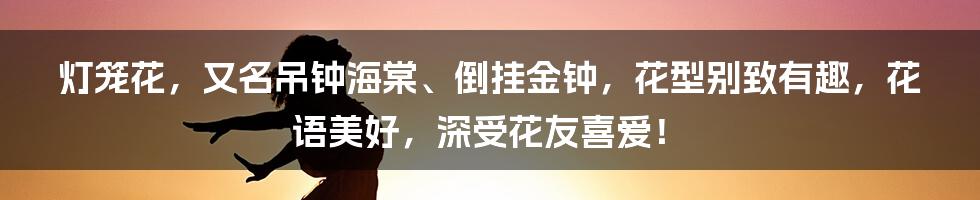 灯笼花，又名吊钟海棠、倒挂金钟，花型别致有趣，花语美好，深受花友喜爱！