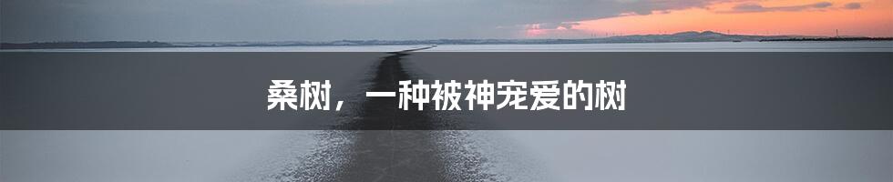 桑树，一种被神宠爱的树