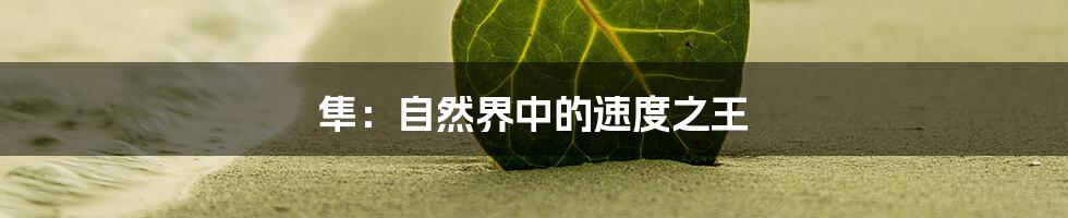 隼：自然界中的速度之王