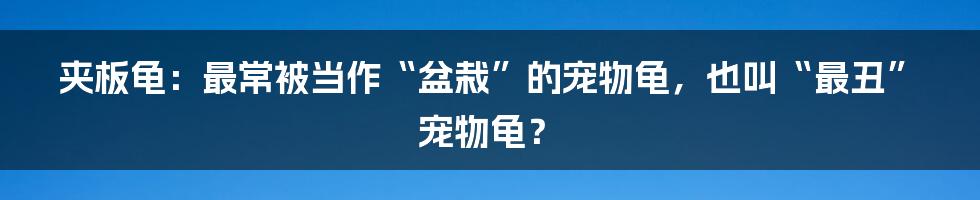 夹板龟：最常被当作“盆栽”的宠物龟，也叫“最丑”宠物龟？