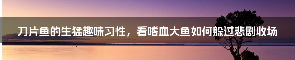 刀片鱼的生猛趣味习性，看嗜血大鱼如何躲过悲剧收场