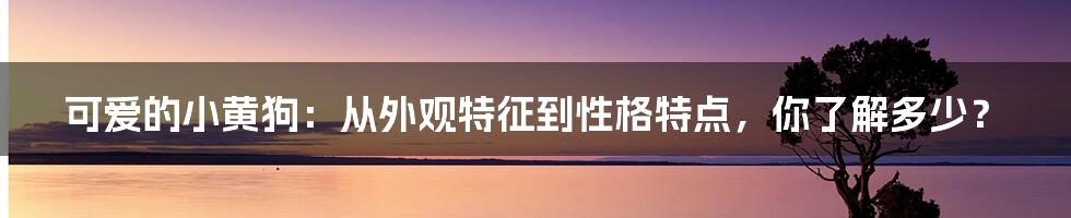 可爱的小黄狗：从外观特征到性格特点，你了解多少？