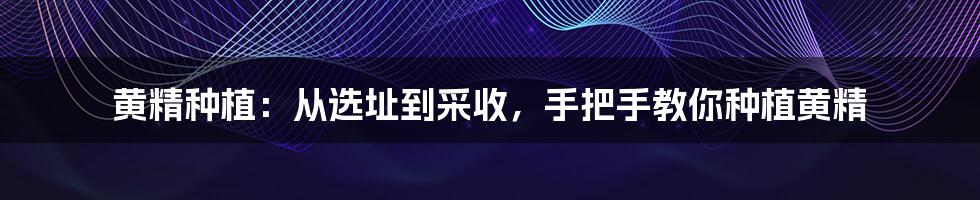 黄精种植：从选址到采收，手把手教你种植黄精