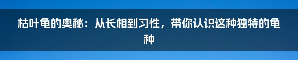 枯叶龟的奥秘：从长相到习性，带你认识这种独特的龟种