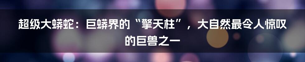 超级大蟒蛇：巨蟒界的“擎天柱”，大自然最令人惊叹的巨兽之一