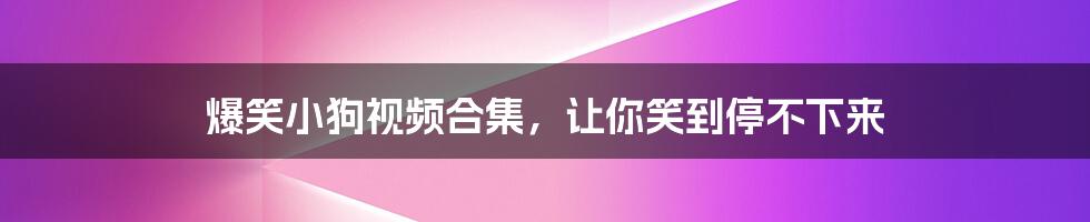 爆笑小狗视频合集，让你笑到停不下来