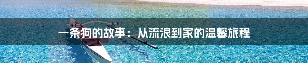 一条狗的故事：从流浪到家的温馨旅程