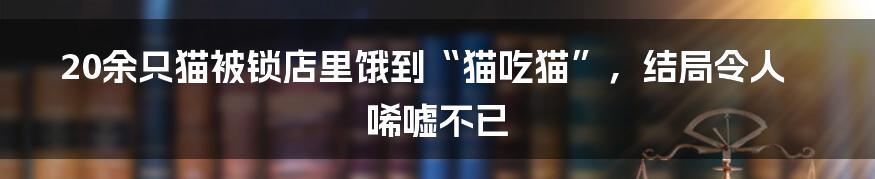 20余只猫被锁店里饿到“猫吃猫”，结局令人唏嘘不已