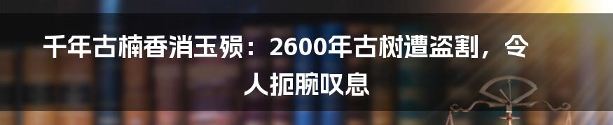 千年古楠香消玉殒：2600年古树遭盗割，令人扼腕叹息