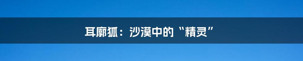 耳廓狐：沙漠中的“精灵”