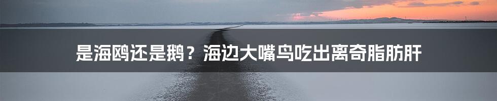 是海鸥还是鹅？海边大嘴鸟吃出离奇脂肪肝