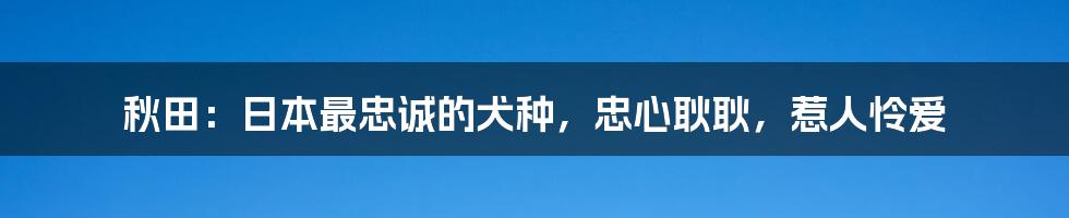 秋田：日本最忠诚的犬种，忠心耿耿，惹人怜爱