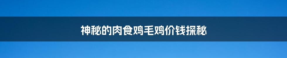 神秘的肉食鸡毛鸡价钱探秘