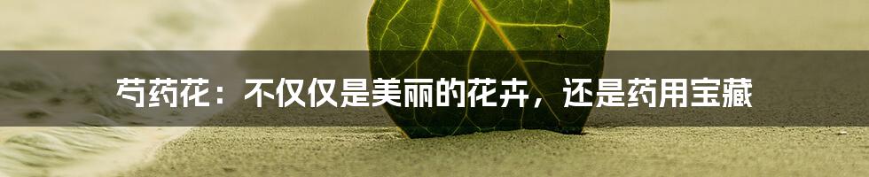 芍药花：不仅仅是美丽的花卉，还是药用宝藏