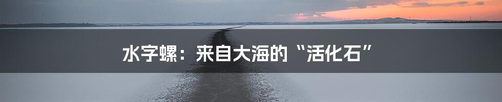 水字螺：来自大海的“活化石”