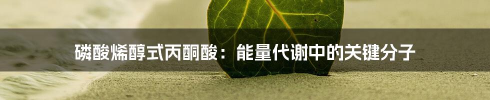 磷酸烯醇式丙酮酸：能量代谢中的关键分子