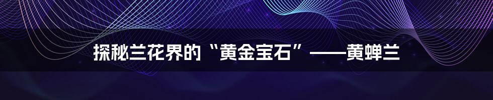 探秘兰花界的“黄金宝石”——黄蝉兰