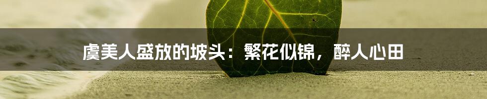 虞美人盛放的坡头：繁花似锦，醉人心田