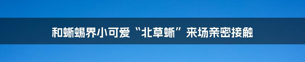 和蜥蜴界小可爱“北草蜥”来场亲密接触