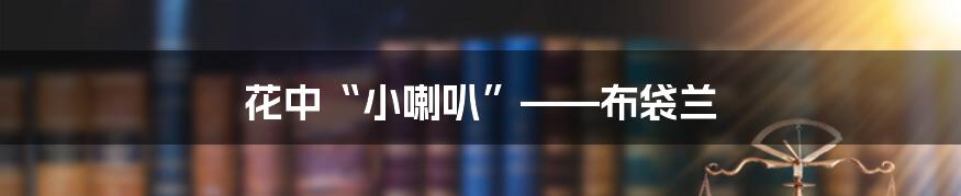 花中“小喇叭”——布袋兰