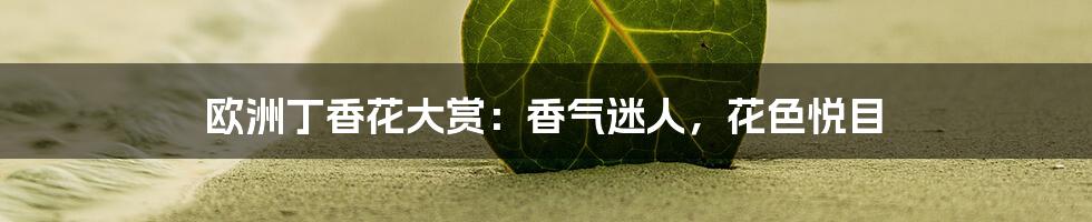 欧洲丁香花大赏：香气迷人，花色悦目