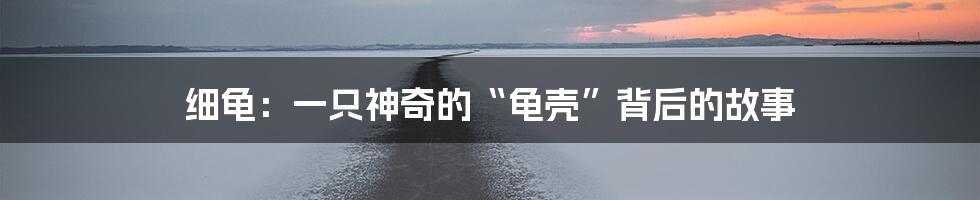 细龟：一只神奇的“龟壳”背后的故事