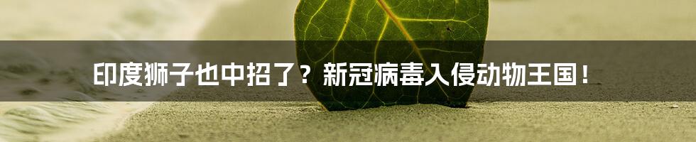 印度狮子也中招了？新冠病毒入侵动物王国！