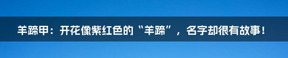 羊蹄甲：开花像紫红色的“羊蹄”，名字却很有故事！