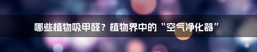 哪些植物吸甲醛？植物界中的“空气净化器”