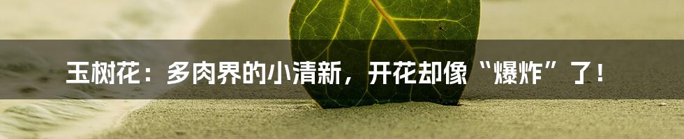 玉树花：多肉界的小清新，开花却像“爆炸”了！