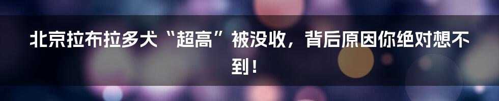 北京拉布拉多犬“超高”被没收，背后原因你绝对想不到！