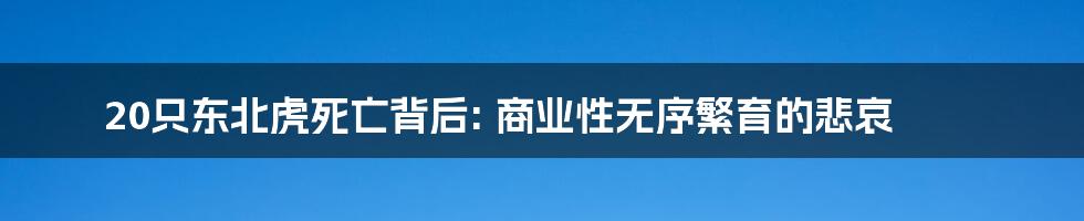 20只东北虎死亡背后: 商业性无序繁育的悲哀